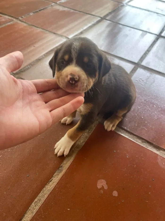 Cachorro ra a SRD-ViraLata idade 2 a 6 meses nome filhotes 