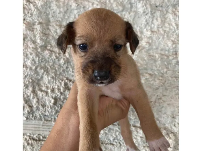 Cachorro ra a SRD-ViraLata idade Abaixo de 2 meses nome Pretinho 