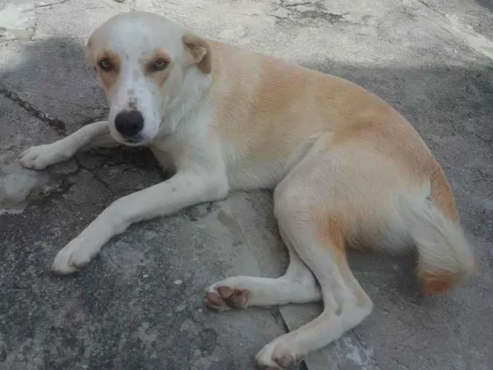 Cachorro ra a Labrador idade 1 ano nome DUCKI