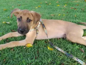 Cachorro raça SRD-ViraLata idade 2 a 6 meses nome Bob