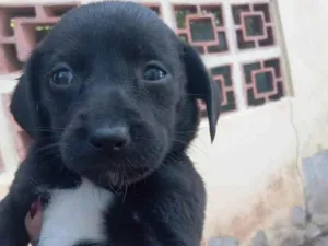 Cachorro raça Vira lata idade Abaixo de 2 meses nome chicletinho 