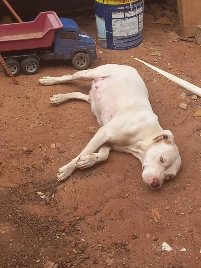 Cachorro ra a Pit-Bull idade 1 ano nome Revoada