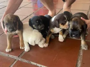 Cachorro raça SRD-ViraLata idade 2 a 6 meses nome filhotes 