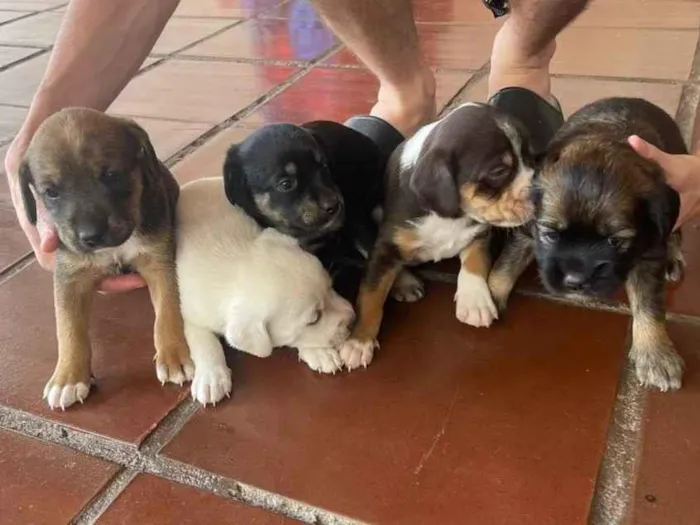 Cachorro ra a SRD-ViraLata idade 2 a 6 meses nome filhotes 