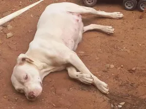 Cachorro raça Pit-Bull idade 1 ano nome Revoada