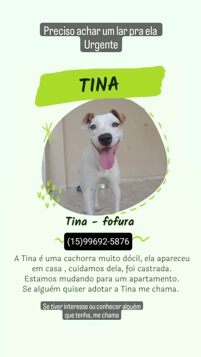 Cachorro ra a SRD-ViraLata idade 7 a 11 meses nome Tina