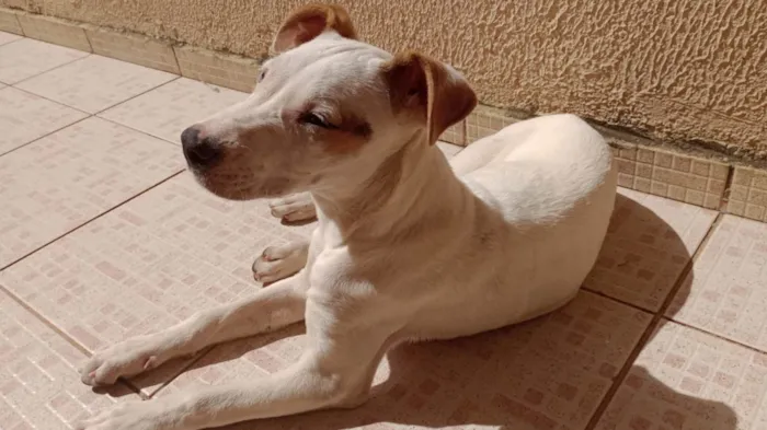 Cachorro ra a SRD-ViraLata idade 7 a 11 meses nome Tina