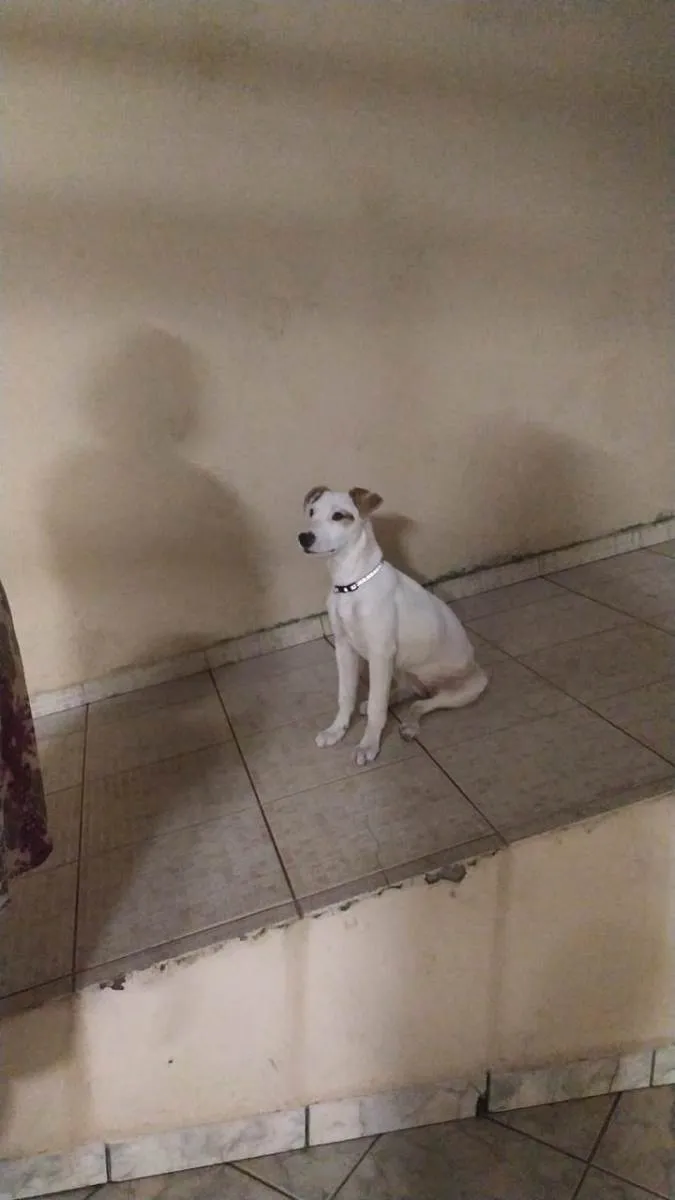 Cachorro ra a SRD-ViraLata idade 7 a 11 meses nome Tina