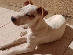 Cachorro raça SRD-ViraLata idade 7 a 11 meses nome Tina