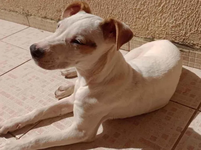 Cachorro ra a SRD-ViraLata idade 7 a 11 meses nome Tina