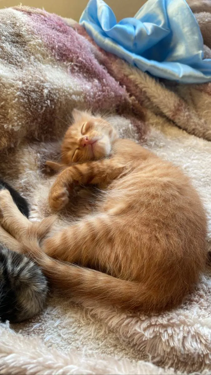 Gato raça SRD-ViraLata idade Abaixo de 2 meses nome Sem nome 