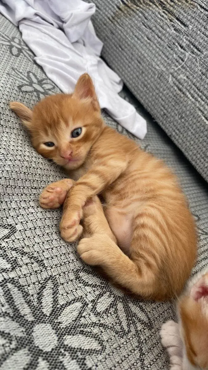 Gato raça SRD-ViraLata idade Abaixo de 2 meses nome Sem nome 