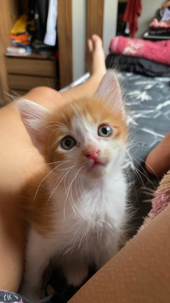 Gato raça SRD-ViraLata idade Abaixo de 2 meses nome Sem nome