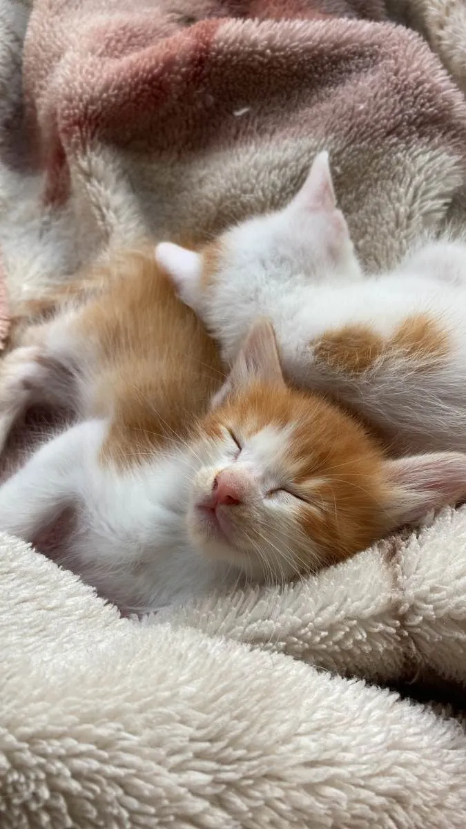 Gato raça SRD-ViraLata idade Abaixo de 2 meses nome Sem nome