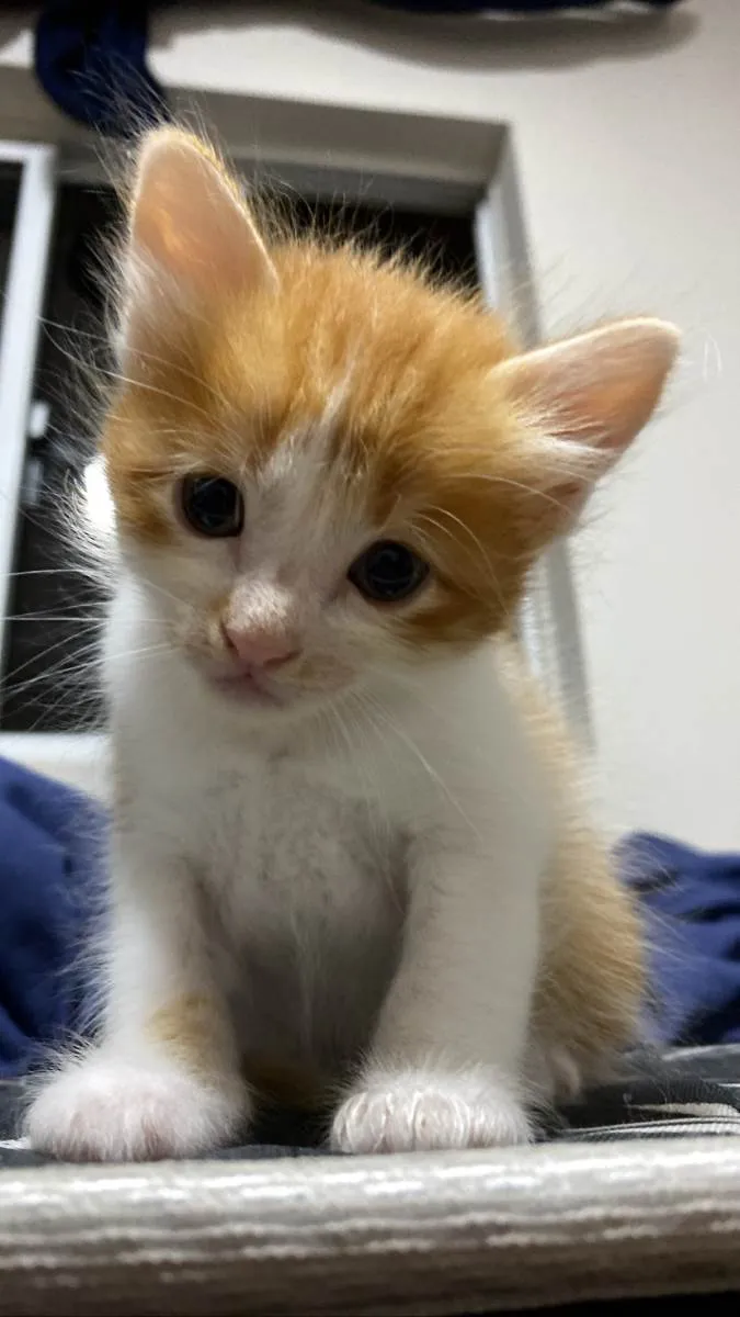 Gato raça SRD-ViraLata idade Abaixo de 2 meses nome Sem nome
