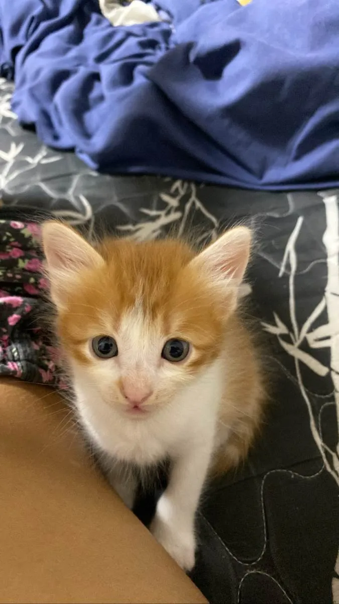 Gato raça SRD-ViraLata idade Abaixo de 2 meses nome Sem nome