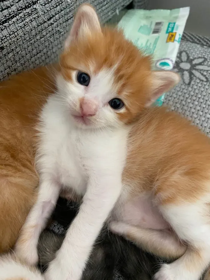 Gato raça SRD-ViraLata idade Abaixo de 2 meses nome Sem nome