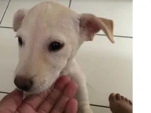 Cachorro raça Vira lata idade Abaixo de 2 meses nome Princesa