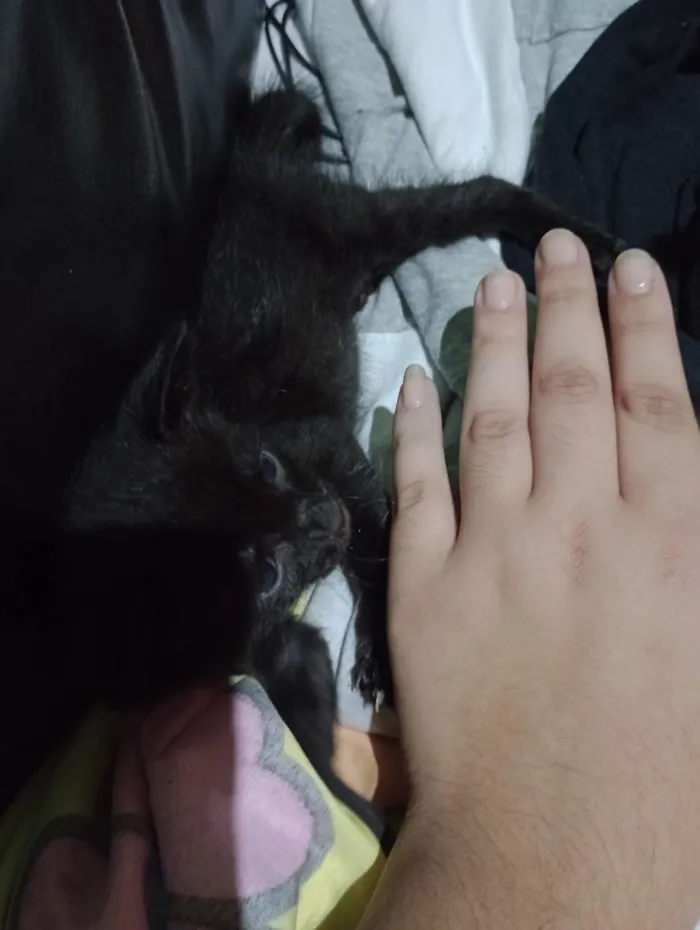 Gato ra a Sem raça  idade Abaixo de 2 meses nome Sem nome