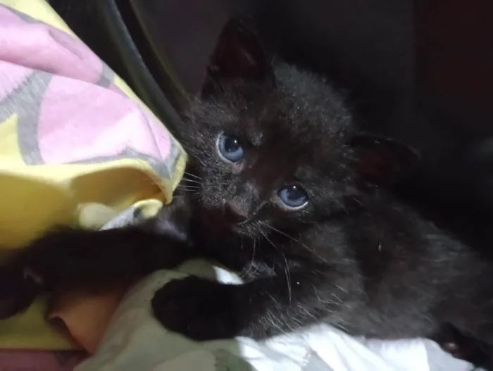 Gato ra a Sem raça  idade Abaixo de 2 meses nome Sem nome