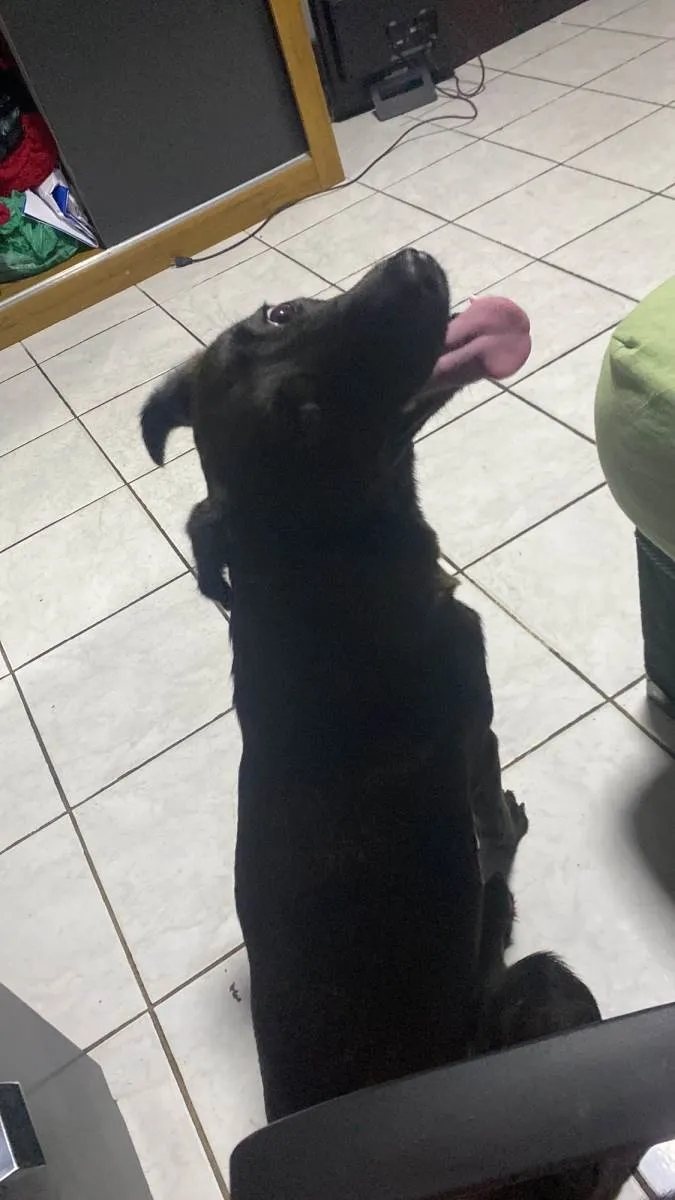 Cachorro ra a SRD-ViraLata idade 1 ano nome Dora