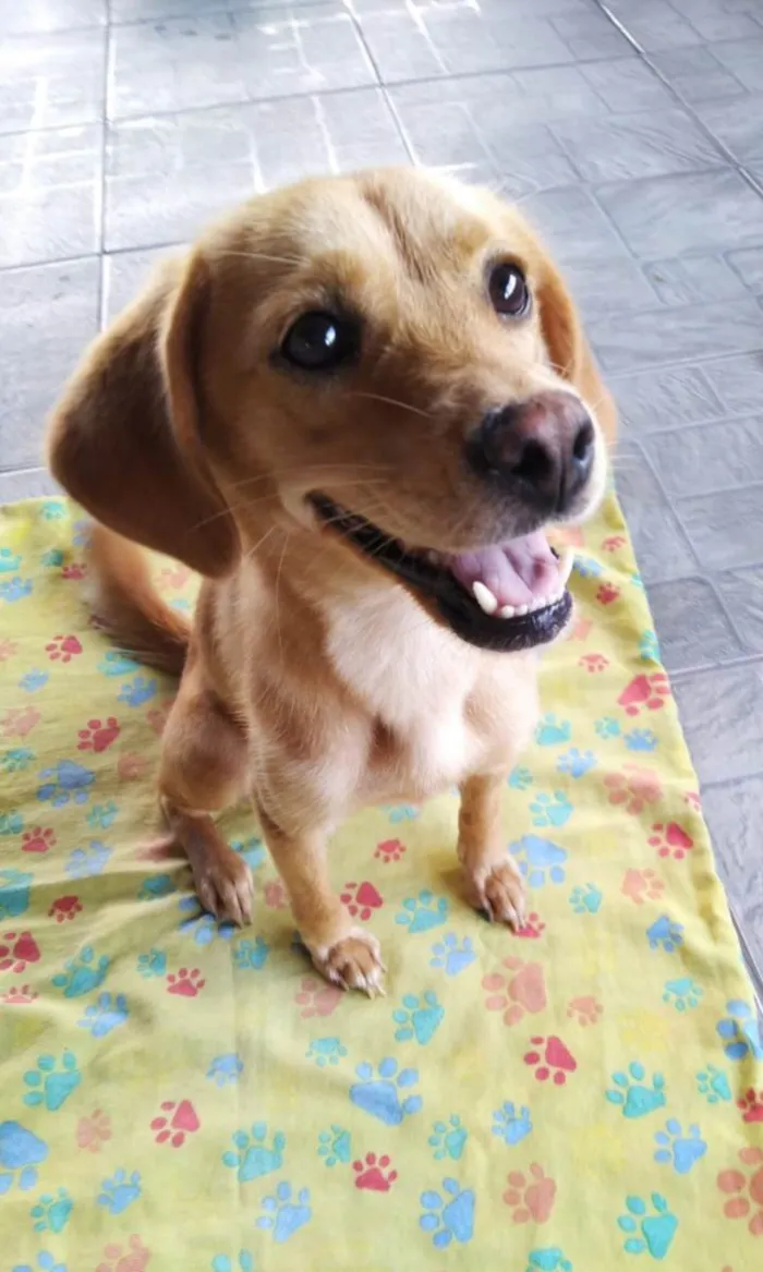 Cachorro ra a SRD-ViraLata idade 1 ano nome Brisa