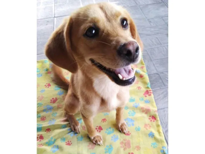 Cachorro ra a SRD-ViraLata idade 1 ano nome Brisa