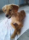 Brisa