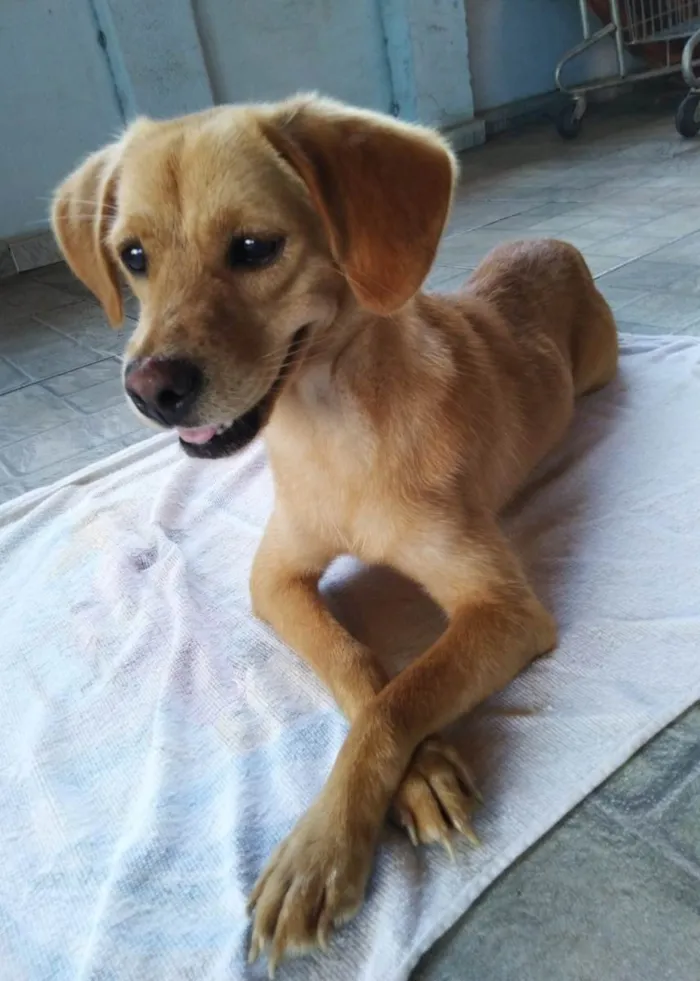 Cachorro ra a SRD-ViraLata idade 1 ano nome Brisa
