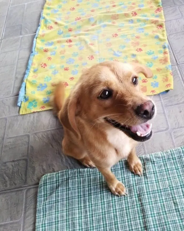 Cachorro ra a SRD-ViraLata idade 1 ano nome Brisa