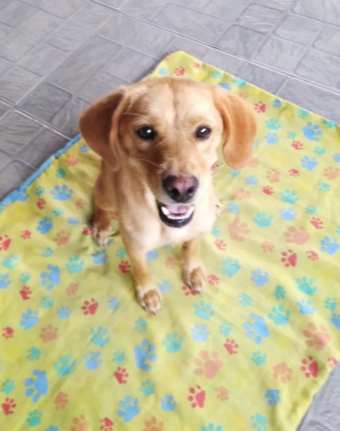 Cachorro ra a SRD-ViraLata idade 1 ano nome Brisa