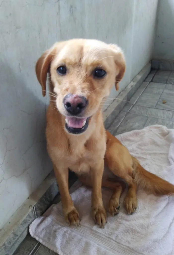 Cachorro ra a SRD-ViraLata idade 1 ano nome Brisa