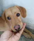 Brisa
