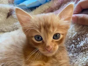 Gato raça SRD-ViraLata idade Abaixo de 2 meses nome Sem nome 