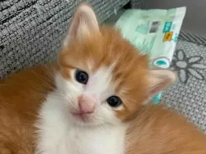 Gato raça SRD-ViraLata idade Abaixo de 2 meses nome Sem nome