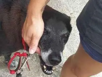 Cachorro raça SRD-ViraLata idade 6 ou mais anos nome Negão 