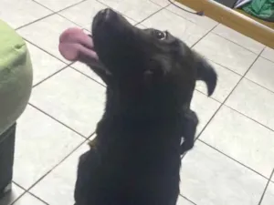 Cachorro raça SRD-ViraLata idade 1 ano nome Dora