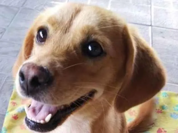 Cachorro ra a SRD-ViraLata idade 1 ano nome Brisa