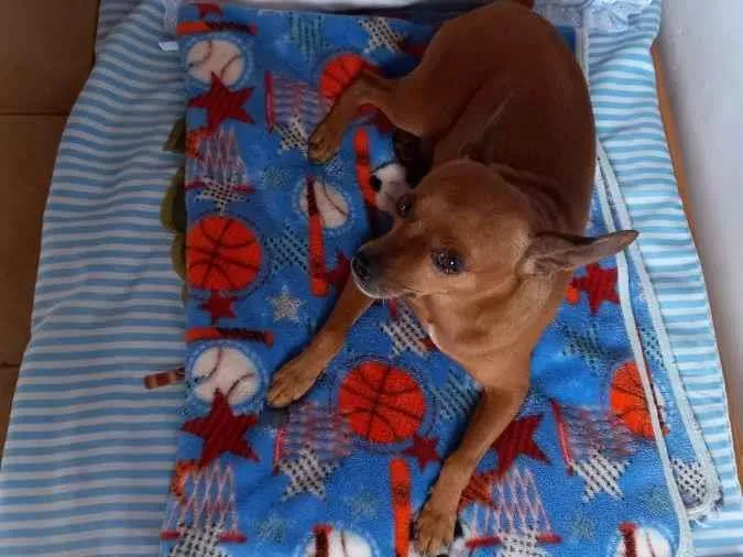 Cachorro ra a Pinscher  idade 6 ou mais anos nome Lipy