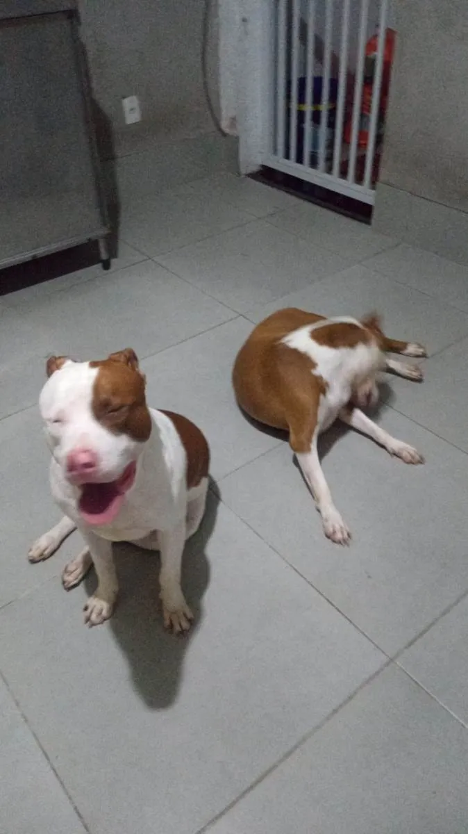 Cachorro ra a Pit-Bull idade 1 ano nome Fred