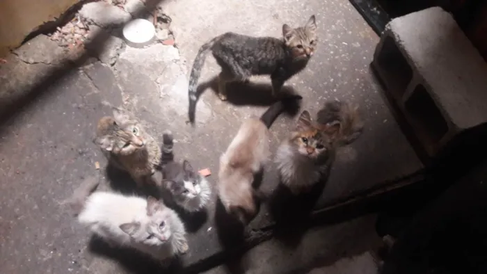 Gato ra a  idade 2 a 6 meses nome 8 Gatos (4 machos e 4 fêmeas)