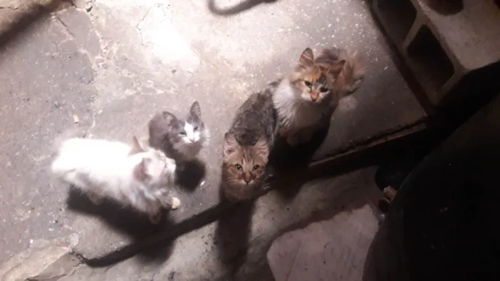 Gato ra a  idade 2 a 6 meses nome 8 Gatos (4 machos e 4 fêmeas)