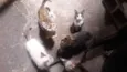 8 Gatos (4 machos e 4 fêmeas)