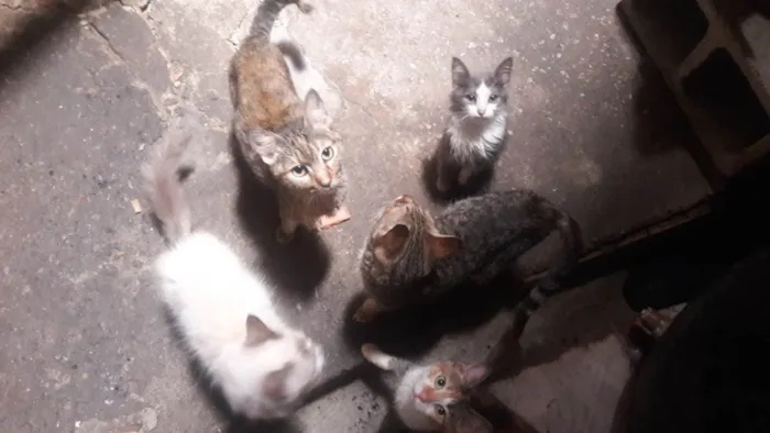 Gato ra a  idade 2 a 6 meses nome 8 Gatos (4 machos e 4 fêmeas)