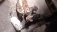 8 Gatos (4 machos e 4 fêmeas)