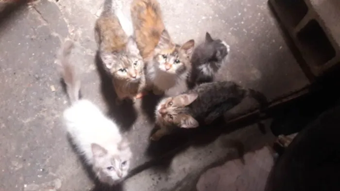 Gato ra a  idade 2 a 6 meses nome 8 Gatos (4 machos e 4 fêmeas)