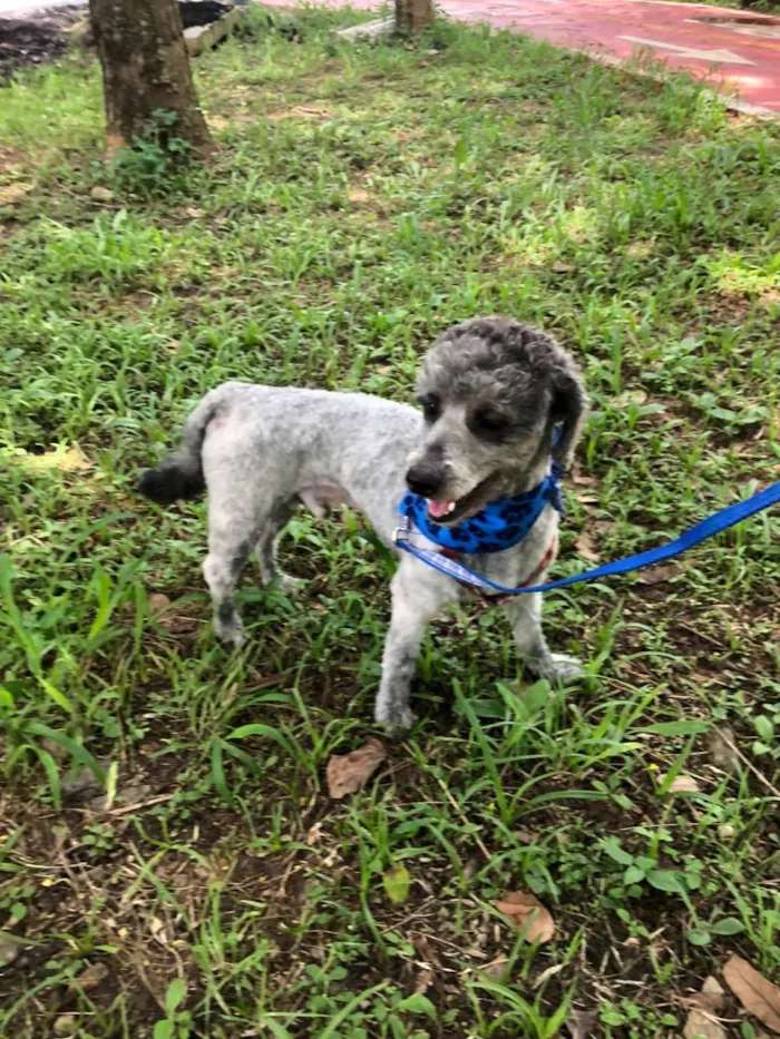Cachorro raça Mestiço de poodle idade 1 ano nome Tico