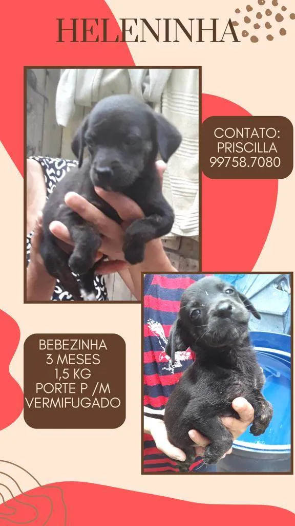 Cachorro raça SRD idade 2 a 6 meses nome Heleninha 