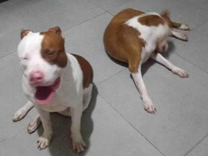 Cachorro ra a Pit-Bull idade 1 ano nome Fred