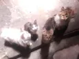 8 Gatos (4 machos e 4 fêmeas)